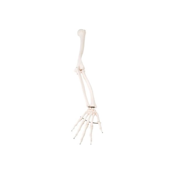 Fabrication Enterprises 3B Anatomical Model - Loose Bones, Arm Skeleton, Right 12-4582R - main